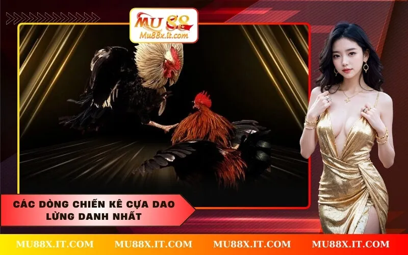 Các dòng chiến kê cựa dao lừng danh nhất